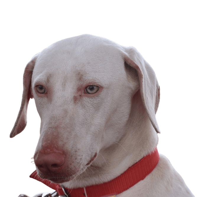Chippiparai Hund, Rassebeschreibung, großer weißer Hund
