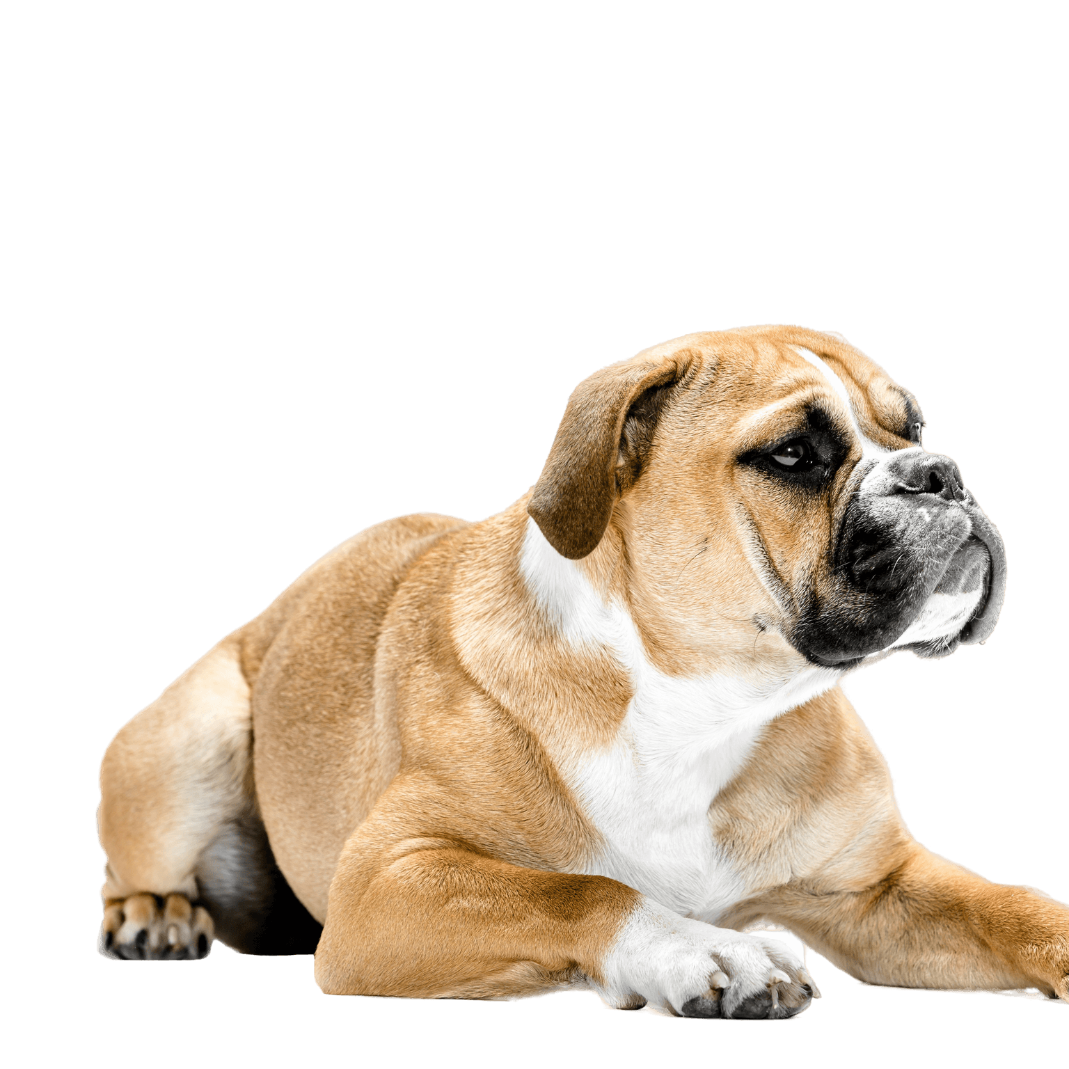 Continentale Bulldogge Hund