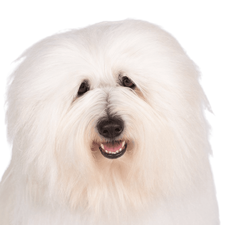 Coton de Tulear weiß, Hund ähnlich Bologneser und Havaneser, Hund der auch Baumwollhund genannt wird, Allergikerhund, Hunderasse für allergische Personen, Allergie gegen Hundehaare kann mit dieser Rasse aus dem Weg geräumt werden, Hund ähnlich Bichon Frise, weiße kleine Hunderasse für Anfänger, Hund für Kinder, Kinderhunderasse, Familienhund, Hund der für eine Hundeshow gekämmt wurde, geglättetes Fell beim Hund, Rassebeschreibung und Charakter,