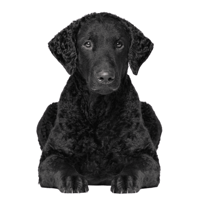 Rassebeschreibung des Curly Coated Retriever, Hund mit schwarzen Locken, Hund der aussieht wie Labrador aber mit Locken, reinrassiger Hund mit Locken, Temperament und Charakter des Curly Coated Retriever, Retrieverrasse, Jagdhund