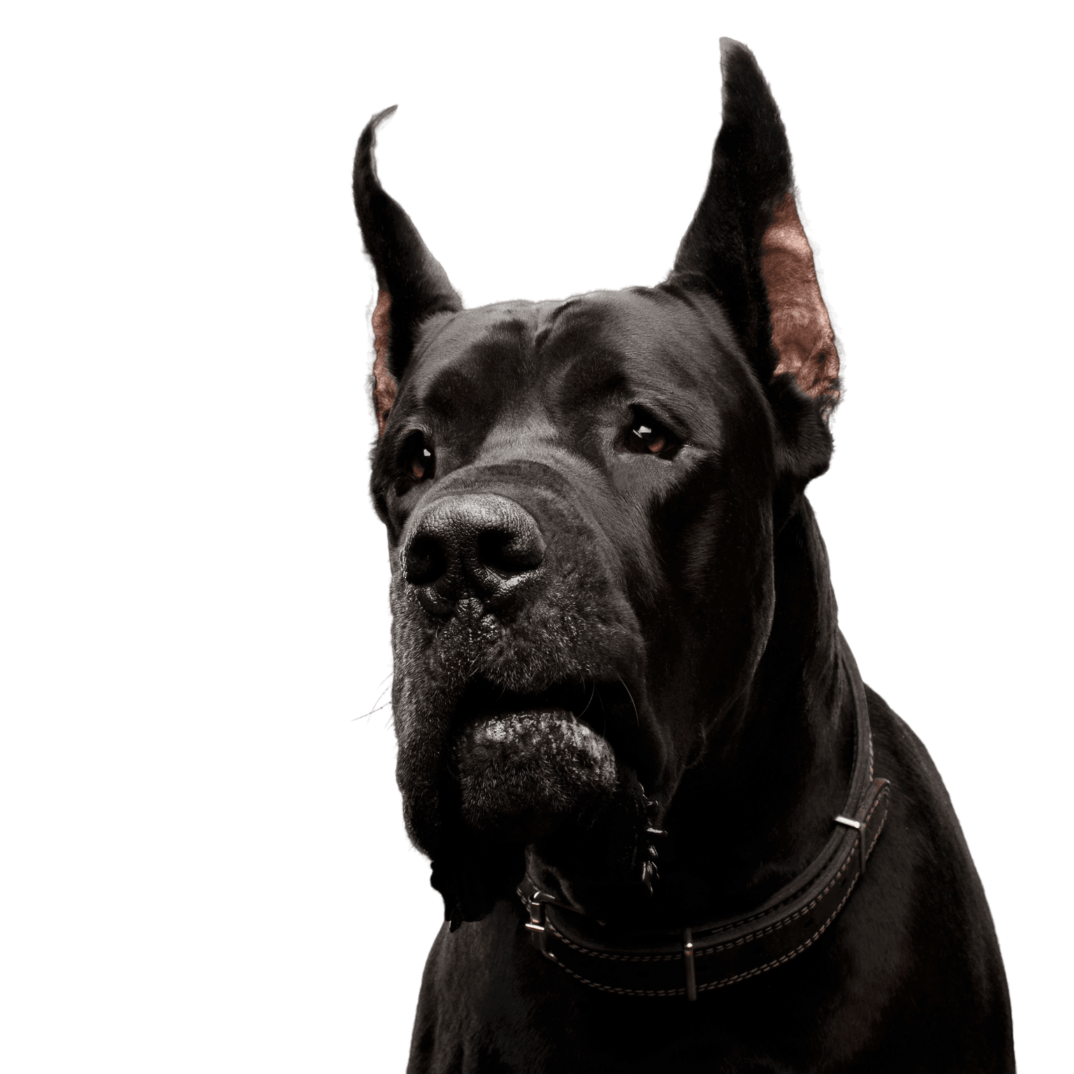 deutsche Dogge Freisteller Hund, Säugetier, Wirbeltier, Canidae, Hunderasse, Wachhund, Fleischfresser, Deutsche Dogge, Rohrkorso, Schnauze,