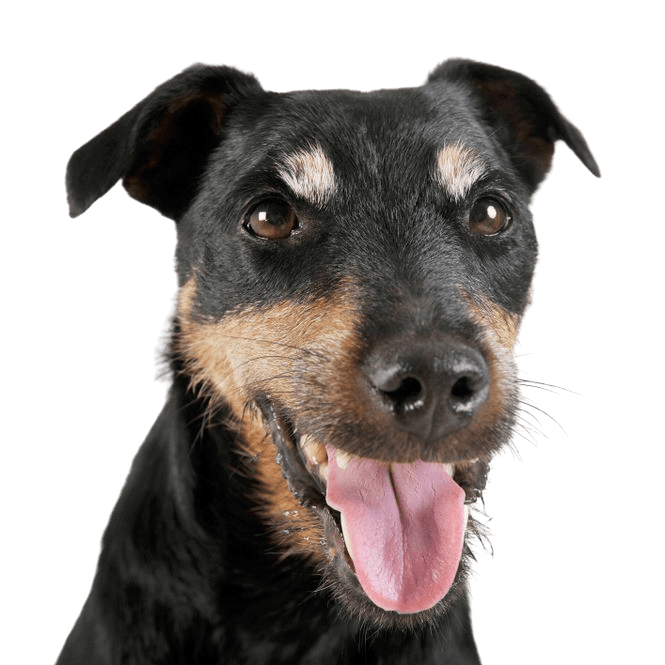 Deutscher Jagdterrier rauhaar, Rauhaariger Hund aus Deutschland
