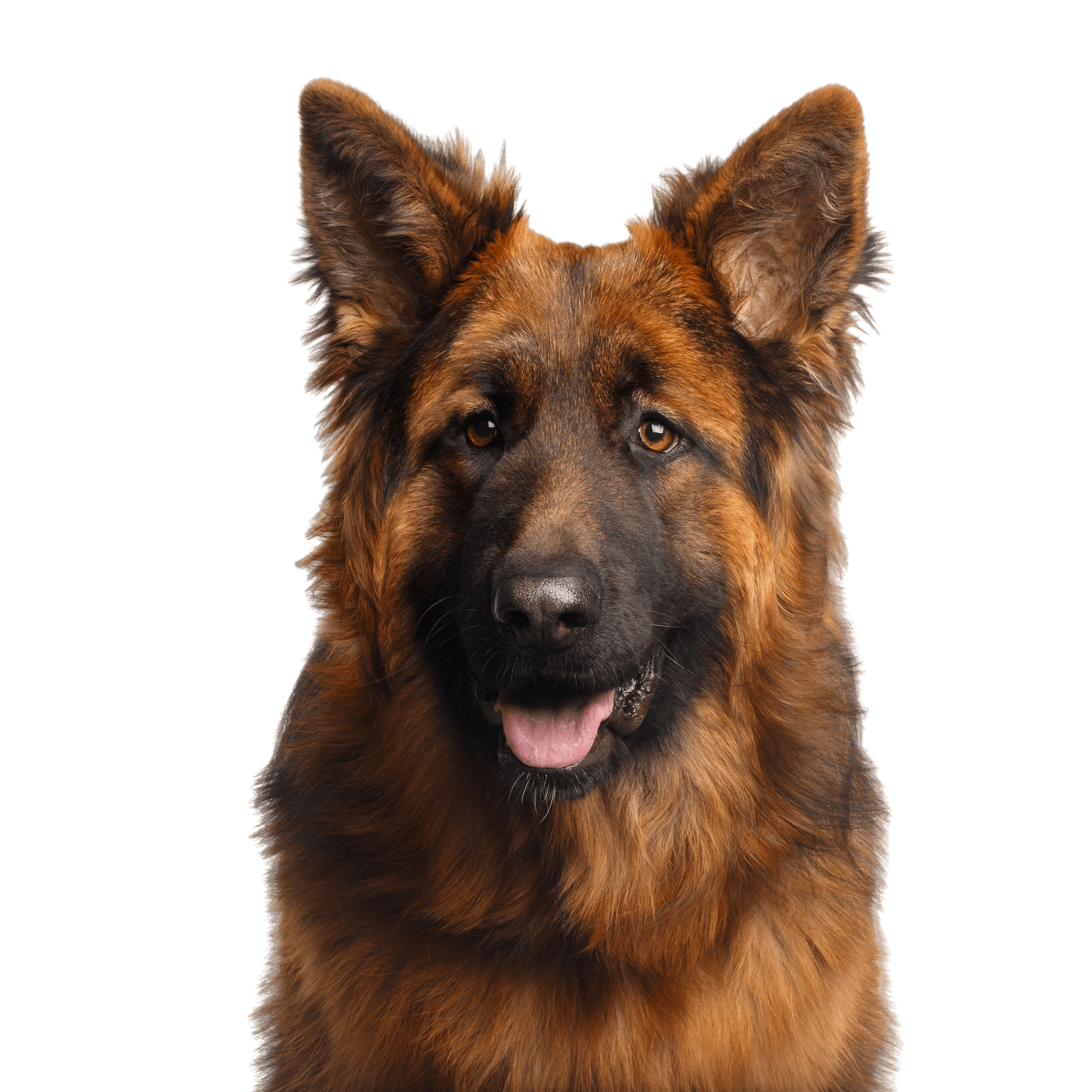 Hund, Altdeutscher Schäferhund, Säugetier, Wirbeltier, Hunderasse, Canidae, Deutscher Schäferhund, Königshirte, Fleischfresser, Böhmischer Schäferhund mit langen Haaren, großer brauner Hund mit Stehohren