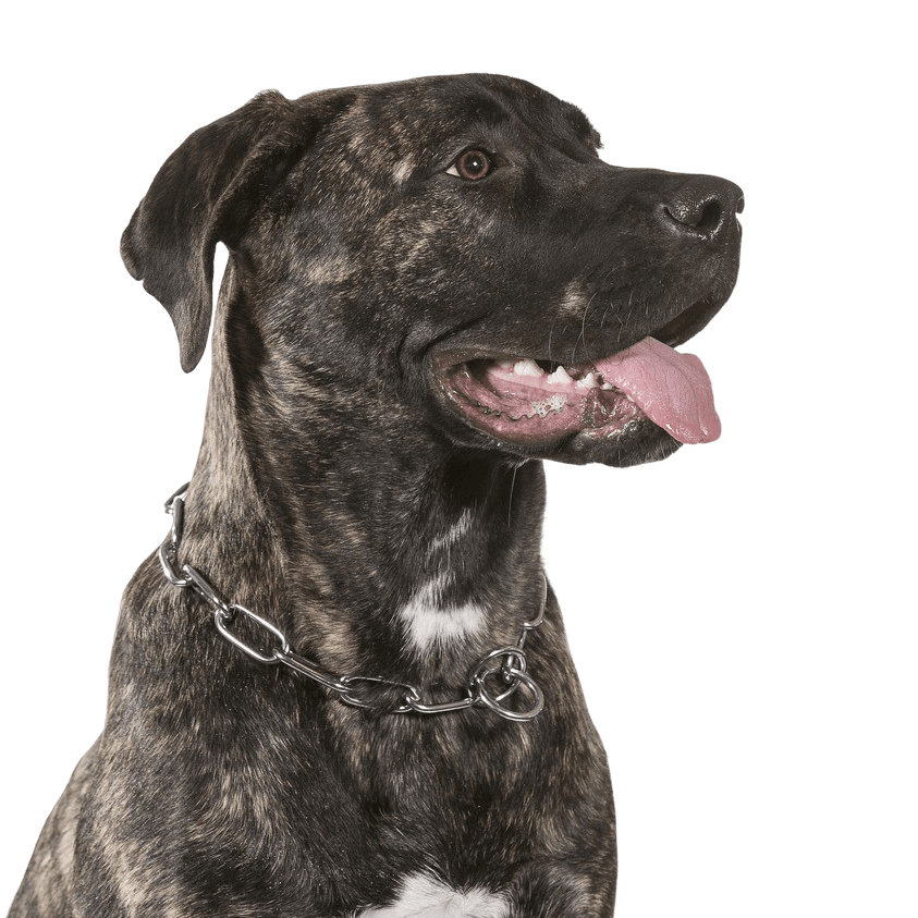 Kanarische Dogge, Dogo Canario Hund