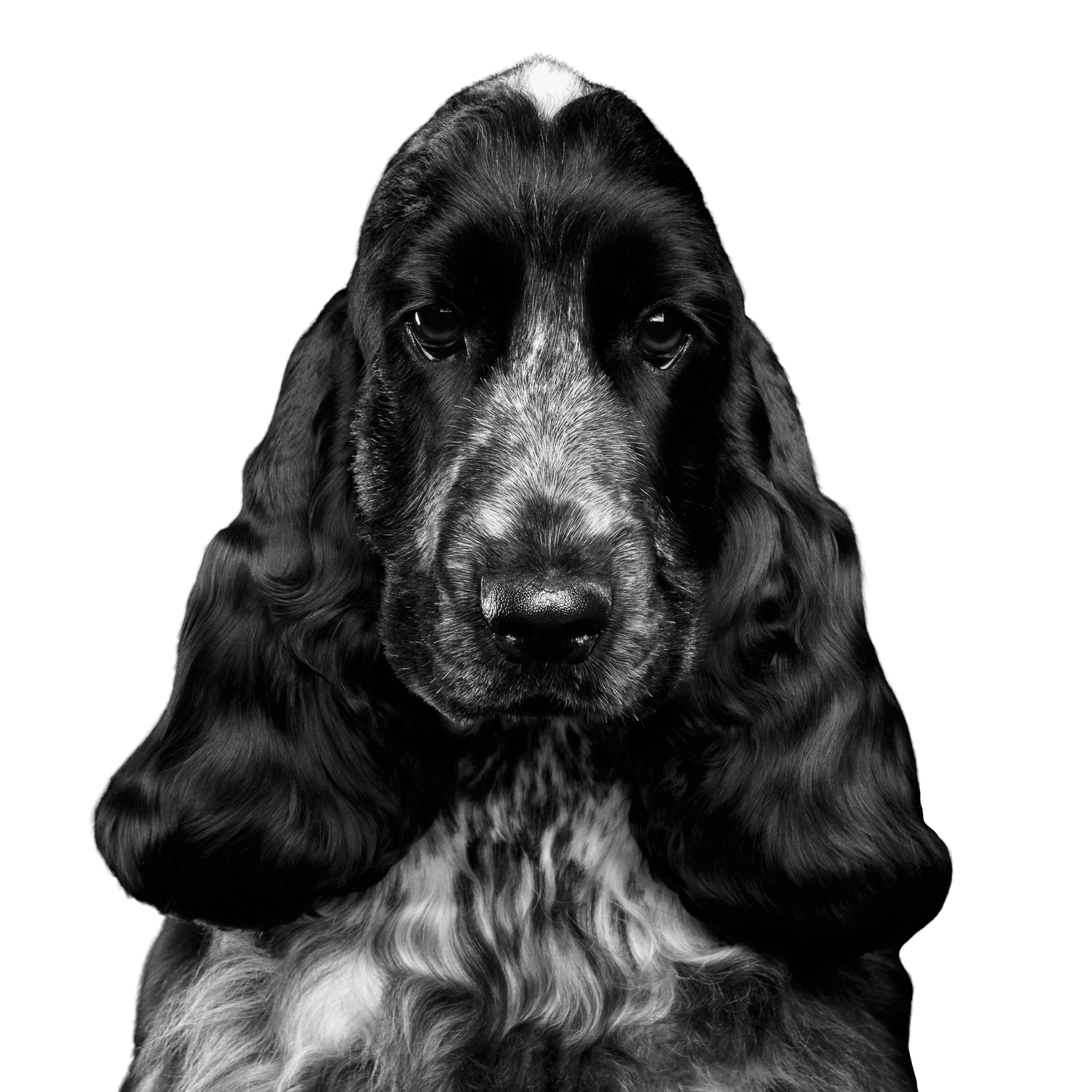 Hund, Säugetier, Wirbeltier, Canidae, Hunderasse, englischer Cockerspaniel, Cockerspaniel, deutscher Spaniel, Fleischfresser, Spaniel, schwarzer mittelgroßer Hund mit weißen Flecken und Schlappohren