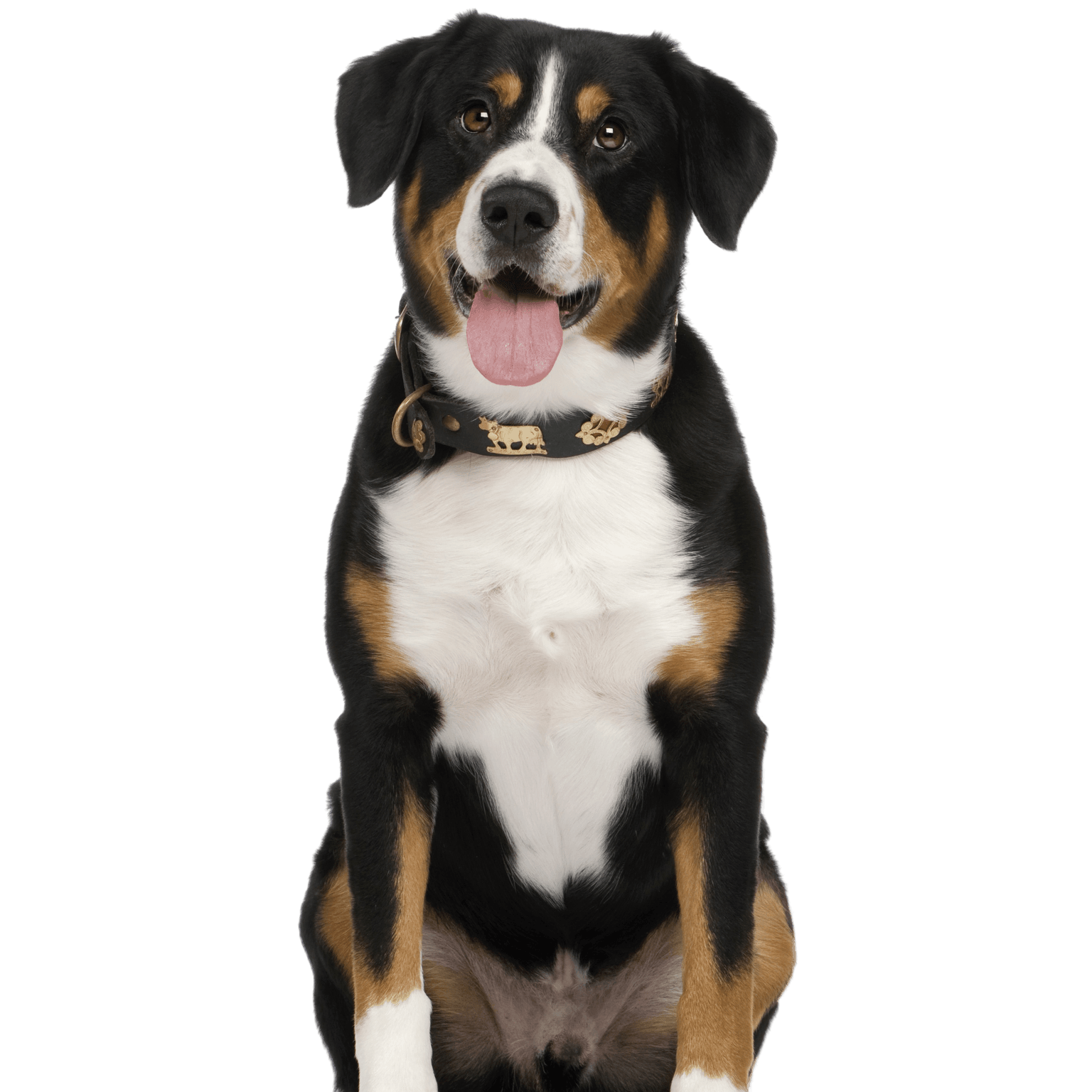 Entlebucher Sennenhund Rassebeschreibung