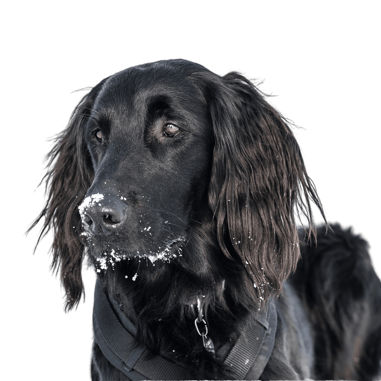 Flatcoated Retriever Profilbild Flatcoated Retriever Hund, Flatdoodle