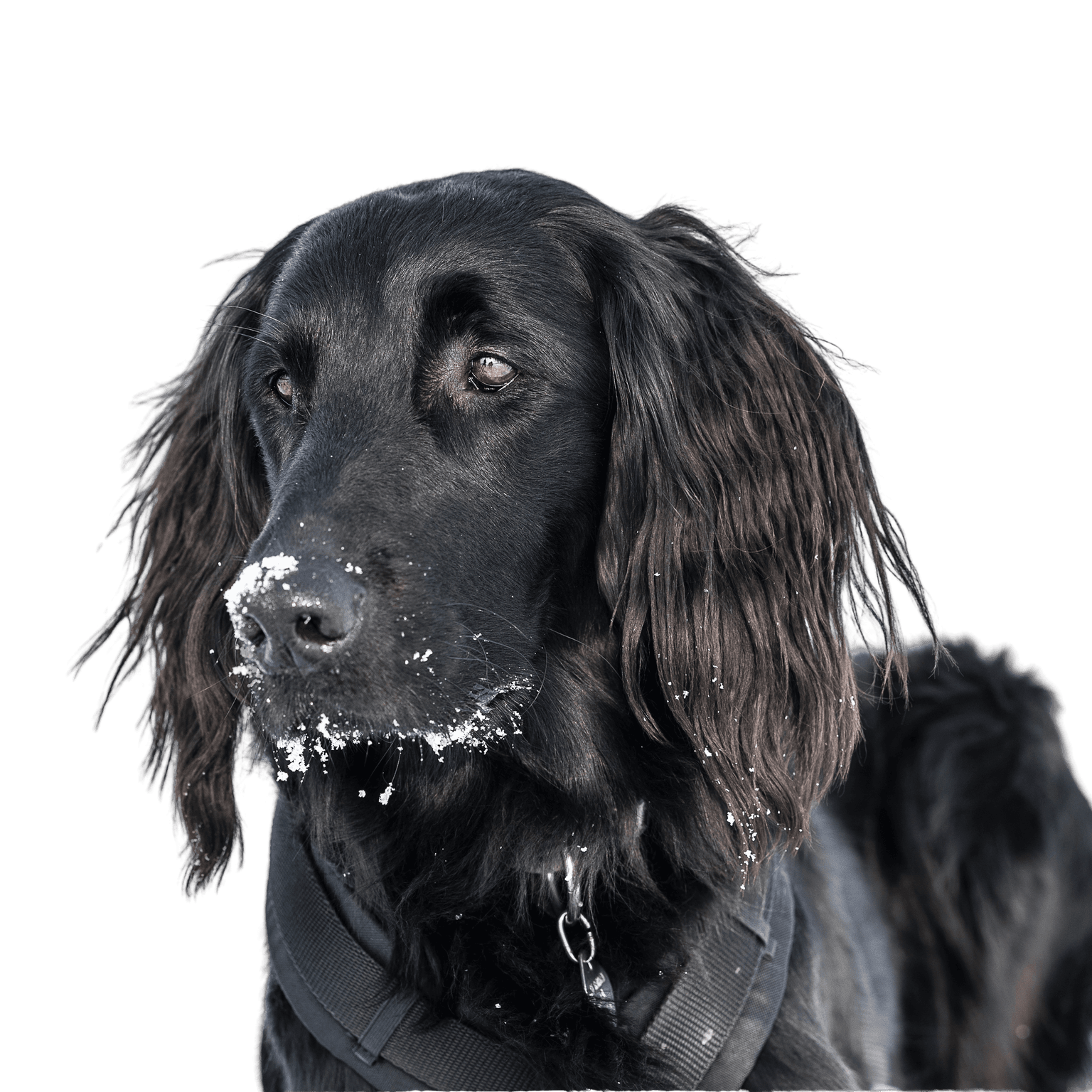 Flatcoated Retriever Hund, Flatdoodle