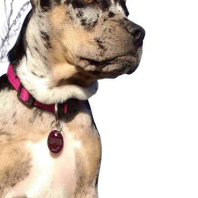 French Bull Terrier © Christina Krause Hund,Fleischfresser,Halsband,Hunderasse,Fawn,Hundezubehör,Begleithund,Hundehalsband,Schnurrhaare,Arbeitstier,