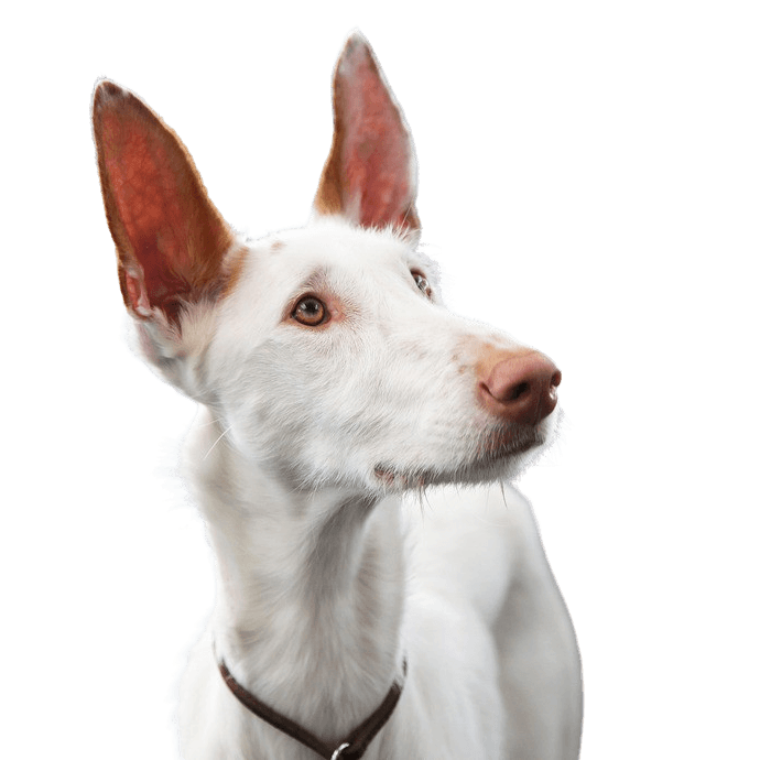 Portrait eines Hundes der Rasse Podenco ibicenco von weißer Farbe