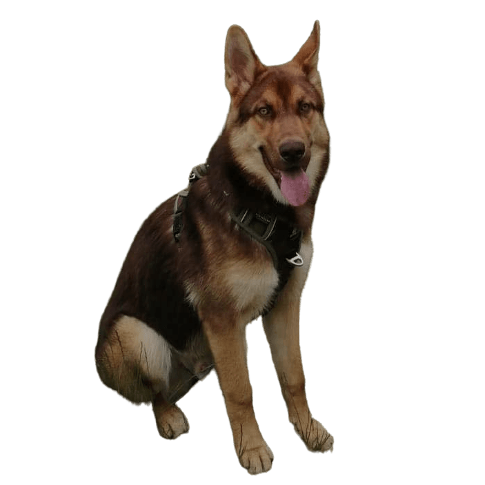 Gerberian Shephsky by Sandra Weber Hund,Hunderasse,Fleischfresser,Deutscher Schäferhund,Arbeitstier,Halsband,Schnauze,Begleithund,Hütehund,King Shepherd,