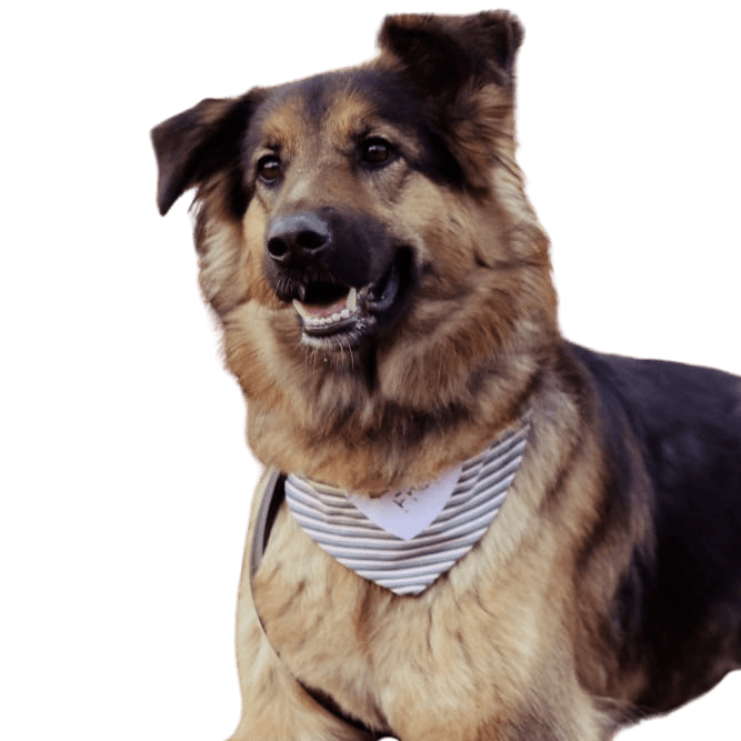 German Australian Shepherd © Maren Holm Hund,Fleischfresser,Halsband,Hunderasse,Fawn,Begleithund,Arbeitstier,Hundehalsband,Fell,Leine,