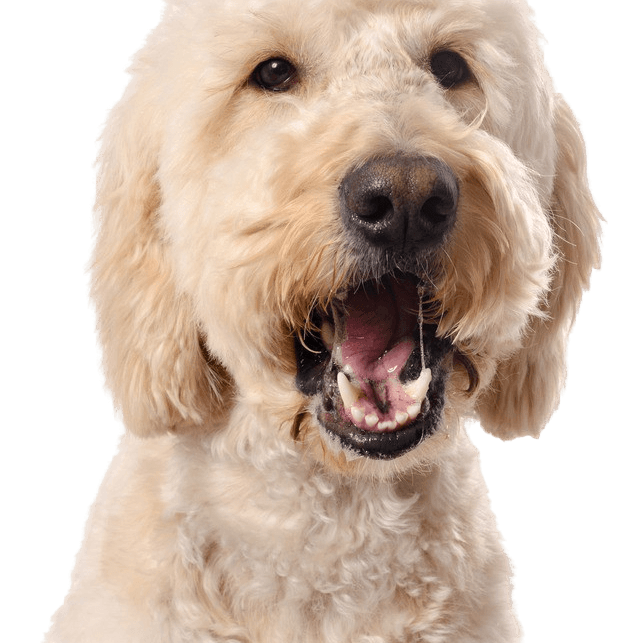 Golden doodle Rassebeschreibung Goldendoodle Rassebeschreibung hybride Mischung, hypoallergene Rasse für Menschen mit Hundehaar Allergien