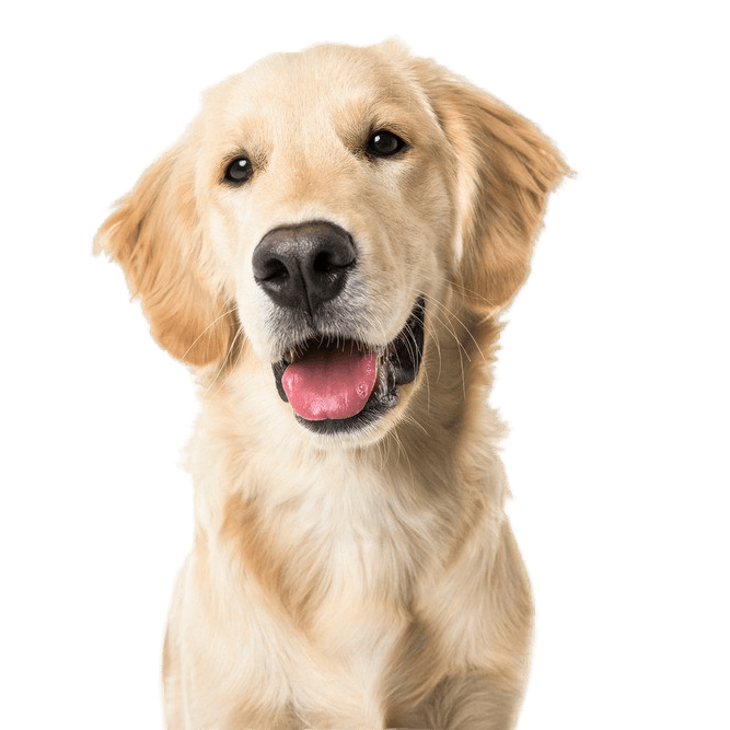 Golden Retriever Rassebeschreibung Rassebeschreibung Golden Retriever