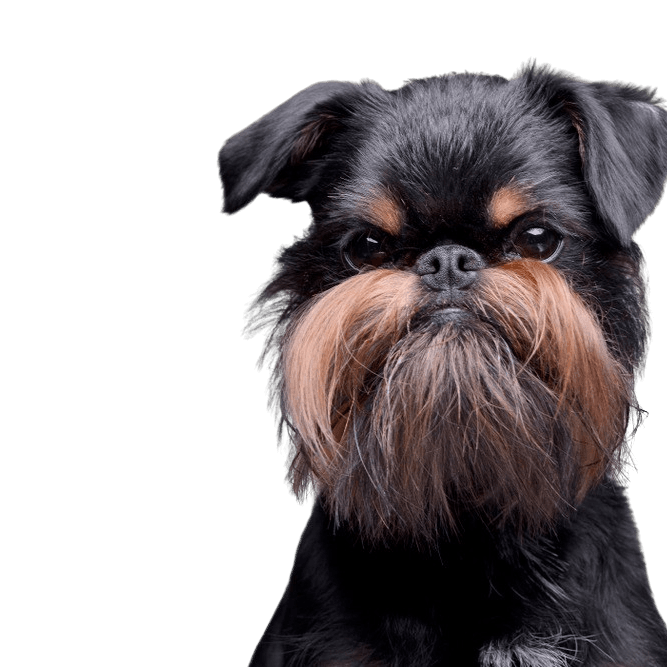 Gemüt des Griffon Bruxellois, Brüsseler Griffon, Stadthund, Gemüt des Griffon, Hund für Senioren, Hund für die Stadt geeignet, kleine Hunderasse schwarz loh