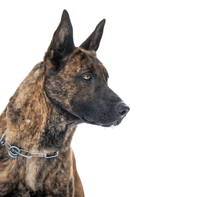 Holländischer Schäferhund gestromt, schwarz getigerter Hund mit Stehohren, große Hunderasse aus Niederlande, Holländischer Hirtenhund, Schäferhund aus Niederlande, Hollandse Herder, Hollandse Herdershond, Dutch Shepherd