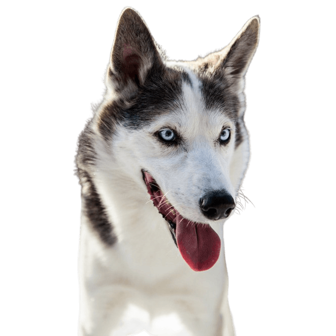 Alaskan Husky liegend, schwarz weißer Laufhund, Amerikanische Hunderassse für Schlitten, Schlittenhund, Arbeitshund, Hund mit Stehohren, Hund zeigt Zunge, große Hunderasse aus Alaska