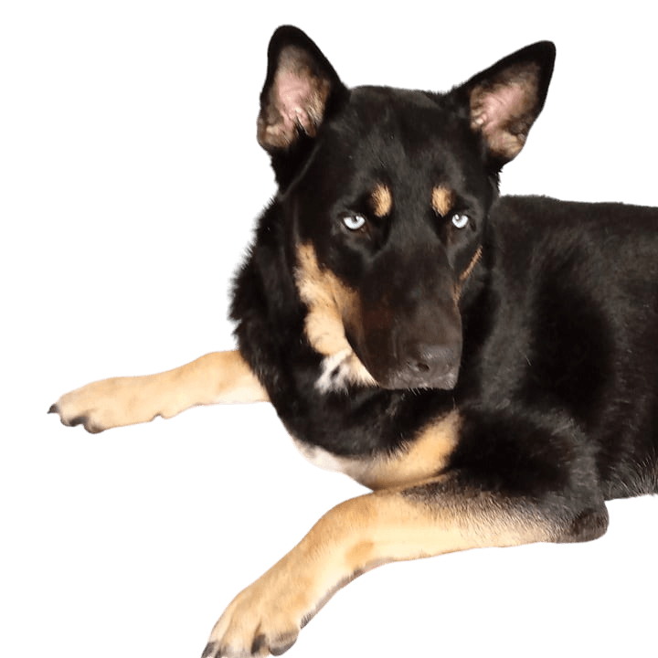Husky Beauceron Mix © Marion Simanek Hund,Auge,Hunderasse,Fleischfresser,Arbeitstier,Schnauze,Begleithund,Sportliche Gruppe,Canidae,Arbeitshund,