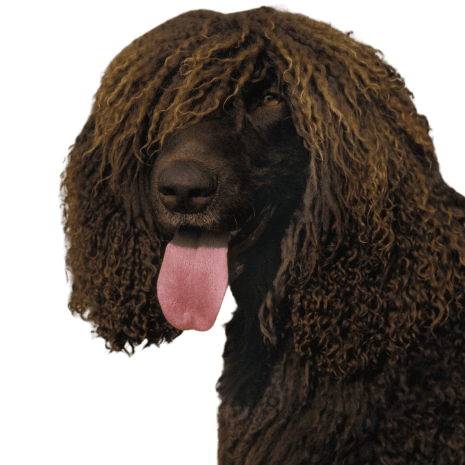 Irish Water Spaniel Rassebeschreibung und Charakter, Rattenschwanz beim Hund, Hund mit Rute wie Ratte, nichtbehaarter Schwanz beim Rüden, irischer Wasserhund mit Locken überall am Kopf außer auf der Schnauze, großer brauner Hund mit Locken, gelocktes Fell, Hund der gut für Apportier Arbeit ist, Wachhund, Familienhund, Begleithund, Jagdhund aus Irland, Irische Hunderasse, lustiger Hund