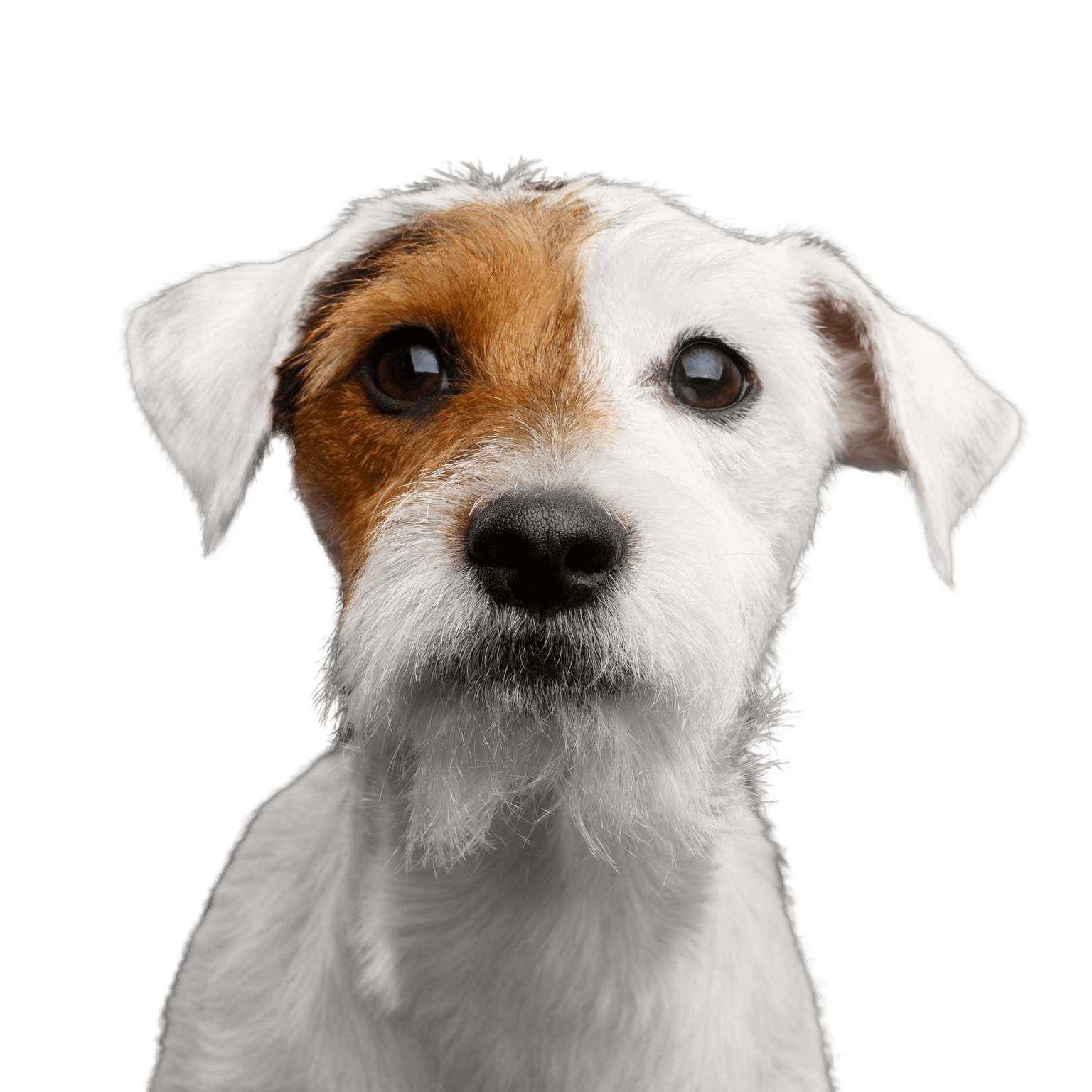 Hund, Säugetier, Wirbeltier, Hunderasse, Canidae, Russell Terrier, Begleithund, Fleischfresser, Parson Russell Terrier Rauhaar, Welpe, kleiner weißer Hund mit braunem Auge