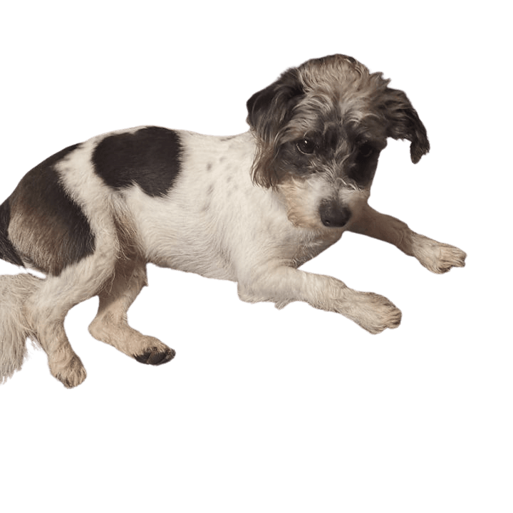 Jackie-Bichon © Petra Rentschler Hund,Hunderasse,Fleischfresser,Arbeitstier,Kitz,Begleithund,Leber,Landtier,Schnauze,Schwanz,