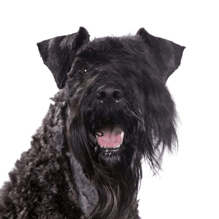 Kerry Blue Terrier, schwarzer Hund auf Wiese, Hund mit kurzer Rute, Hund mit Locken, Hund der Schnauzer ähnelt, blaue Hunderasse, irischer Hund, Hund aus Irland, Hunderasse mit eingeringeltem Schwanz und vielen Haaren im Gesicht