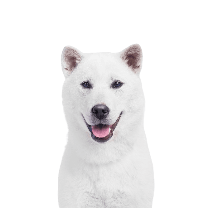 weißer japanischer Hund namens Kishu, Rassebeschreibung