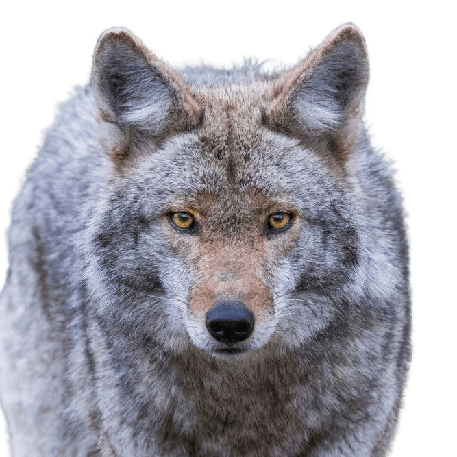 Präriewolf, Kojote Rassebeschreibung, breiter Wolf, Wolf aus der Wüste Amerikas, amerikanischer Wolf, Steppenwolf, Hund Vorfahre