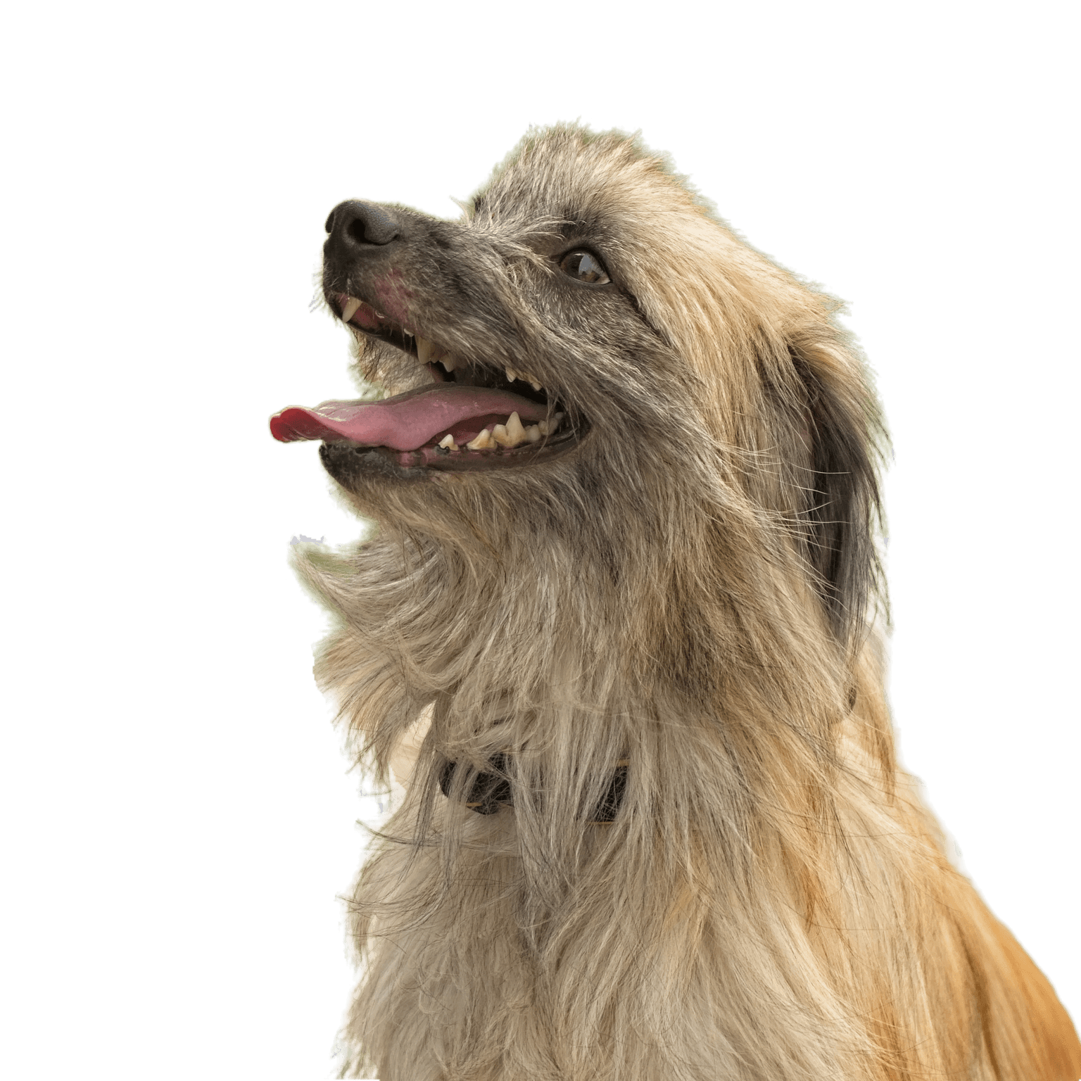 Langhaariger Pyrenäenschäferhund Portraitfoto