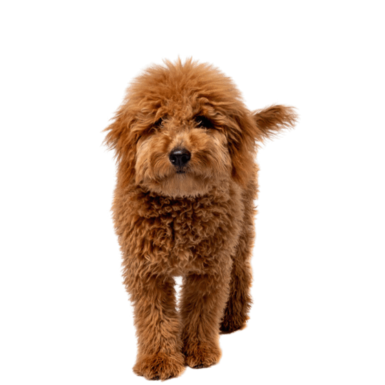 Mini Goldendoodle Braun, Hund, Wirbeltier, Wasserhund, Fleischfresser, Hunderasse, Arbeitstier, Leber, Säugetier, Begleithund,