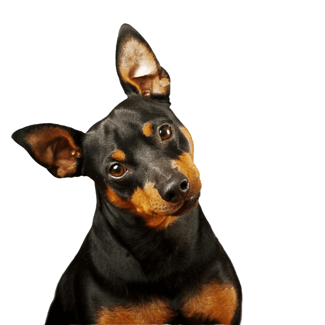 Zwergpinscher, Mini Pinscher, Toy Pinscher