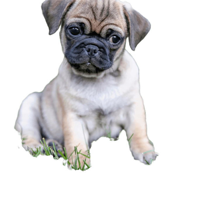Mops Chihuahua Mischling Mops,Hund,Fleischfresser,Rehbraun,Begleithund,Hunderasse,Falten,Schnauze,Sportliche Gruppe,Canidae,
