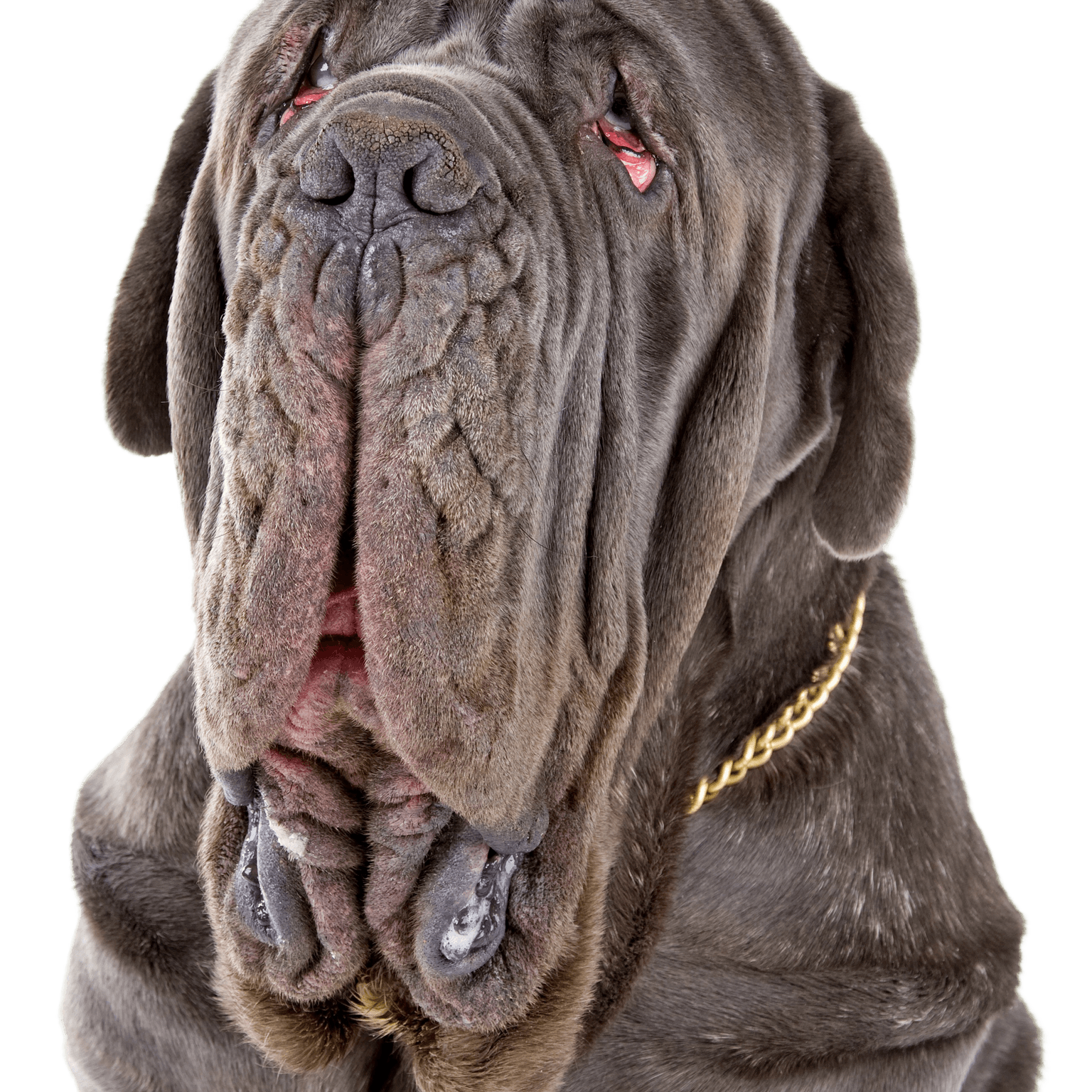 Neapolitanischer Mastiff Profilbild Rassebeschreibung