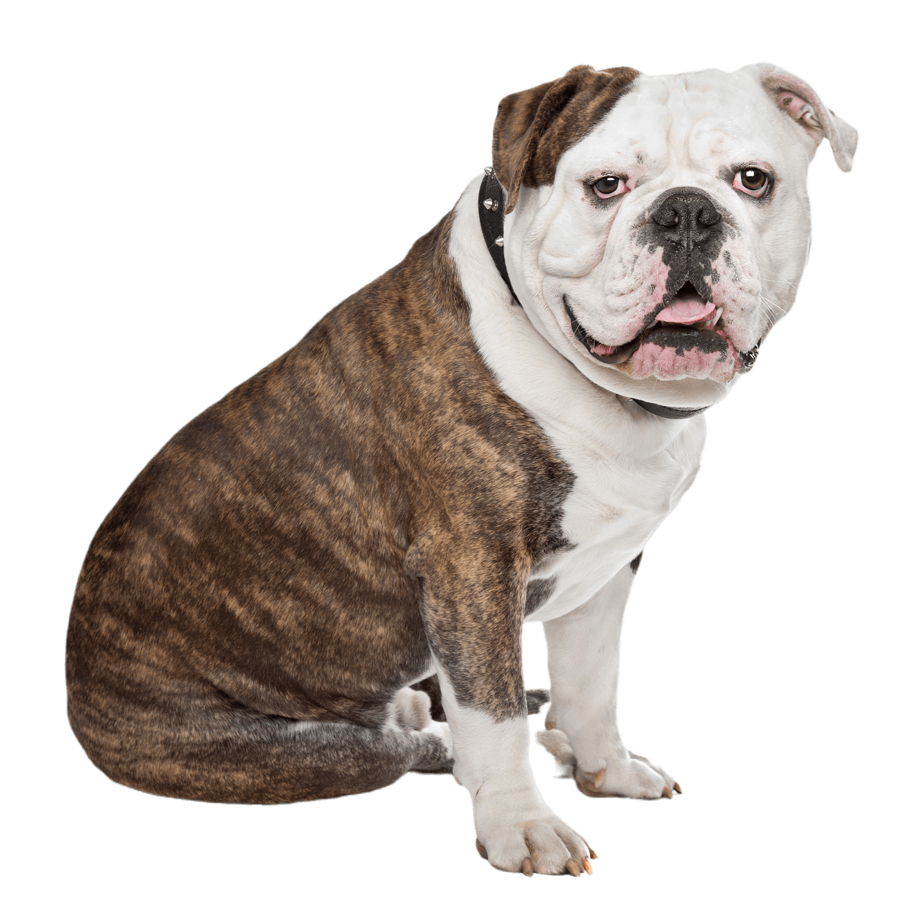 Hund,Fleischfresser,Hunderasse,Bulldogge,Halsband,Rehbraun,Begleithund,Hundehalsband,Schnauze,Sportliche Gruppe,