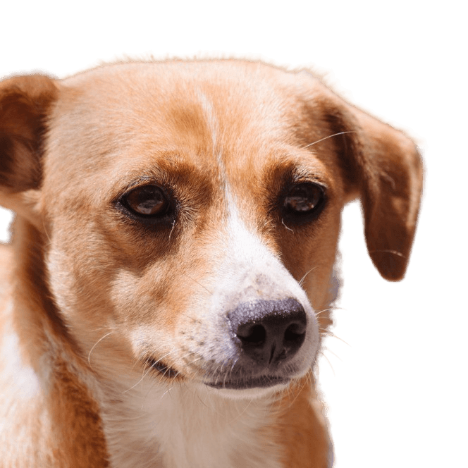 braun weißer Hund aus Österreich, österreichischer Pinscher, mittelgroßer Hund bis zum Knie, Familienhund, Pinscherrasse