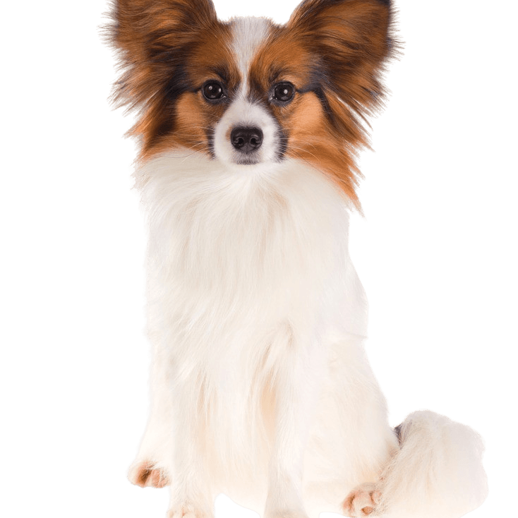 Papillon Hund Rassebeschreibung