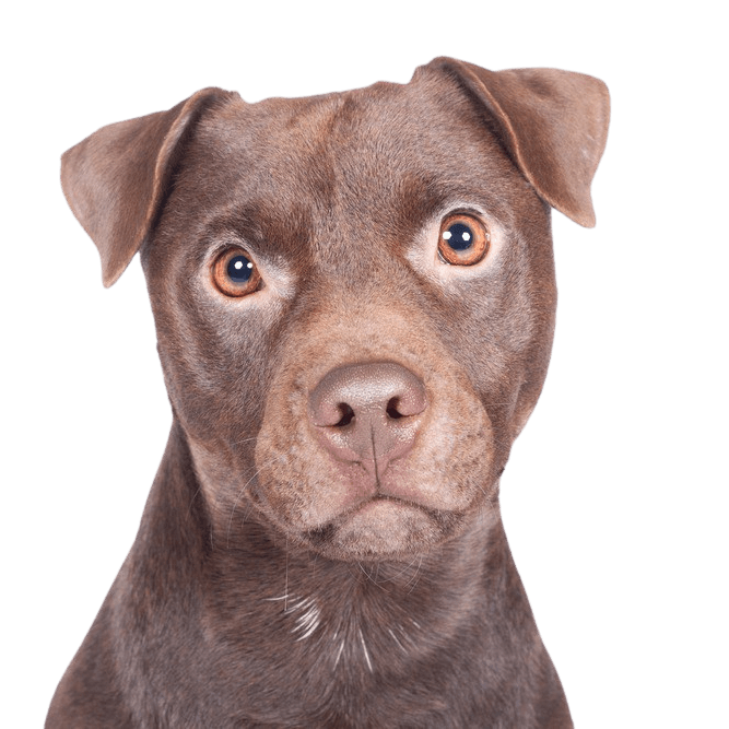 Patterdale Terrier Temperament Rassebeschreibung, brauner mittelgroßer Hund