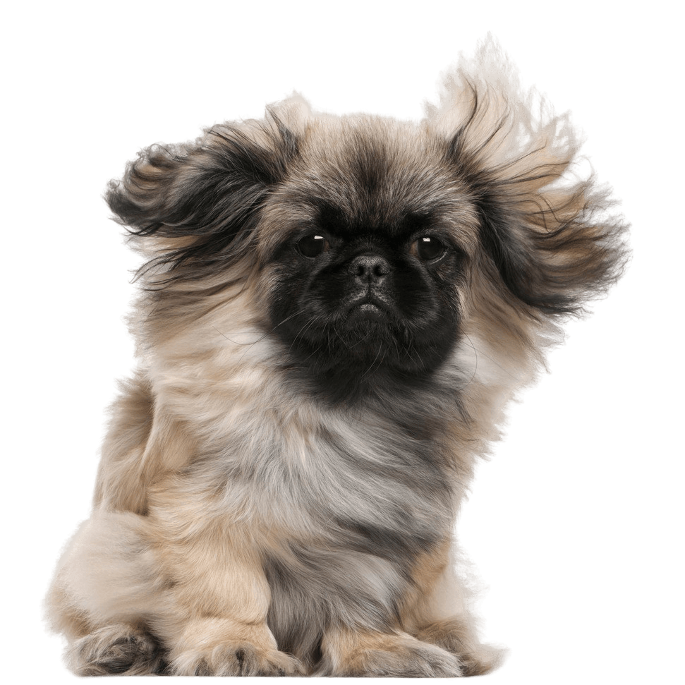 Pekinese Rassebeschreibung