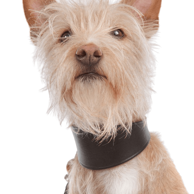 Podengo Portugues, rauhaariger Hund aus Portugal, rot weißer Hund, orange farbener Hund, Hund mit Stehohren, Jagdhund, Familienhund