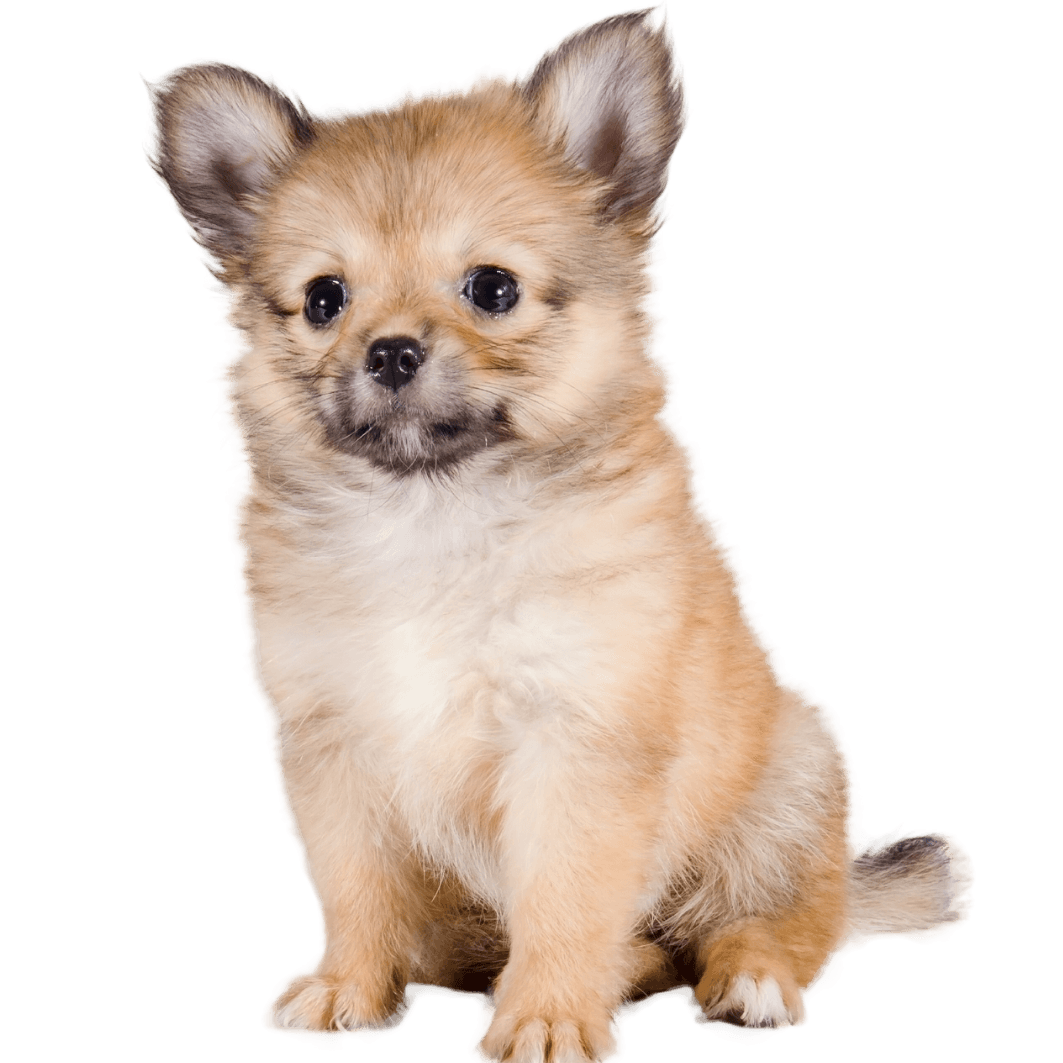 Pomchi - Pomeranian Chihuahua freigestellt