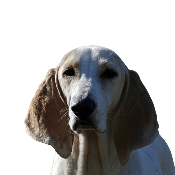 Porcelaine Hund aus Frankreich, rot weißer Hund, schlanke Rasse, französischer Hund, großer Jagdhund, Hund mit sehr langen Schlappohren, Chien de Franche-Comté, weiße Hundeasse groß, Rassebeschreibung