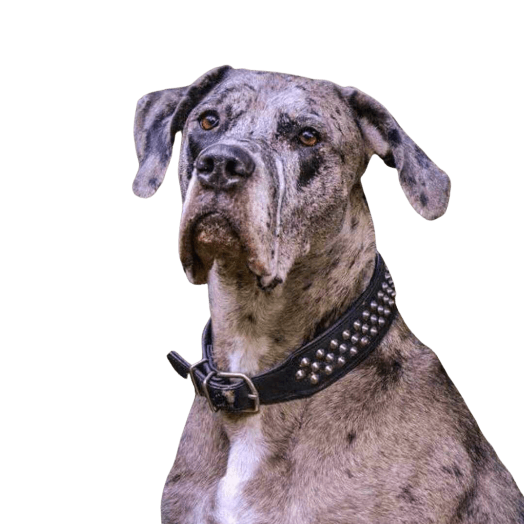 Hund,Hunderasse,Fleischfresser,Halsband,Tierbedarf,Rehbraun,Leber,Hundehalsband,Begleithund,Schnauze,