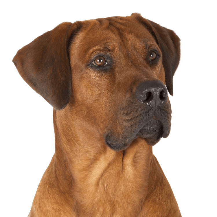 Rhodesian Ridgeback Rassebeschreibung