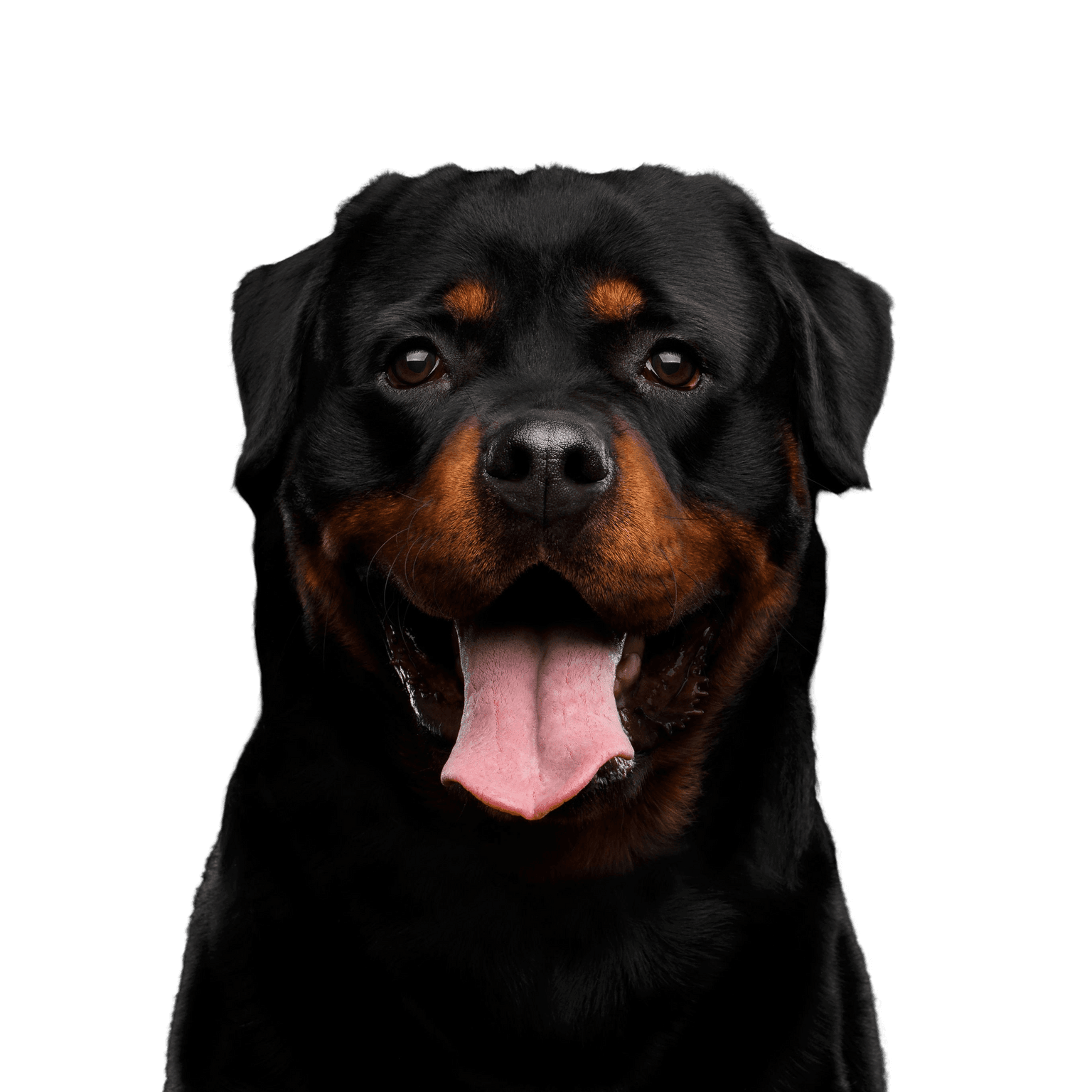 Hund, Säugetier, Wirbeltier, Canidae, Hunderasse, Rottweiler, Fleischfresser, Schnauze, Molosser, Arbeitshund, großer schwarzer Hund, Kampfhund, Listenhund