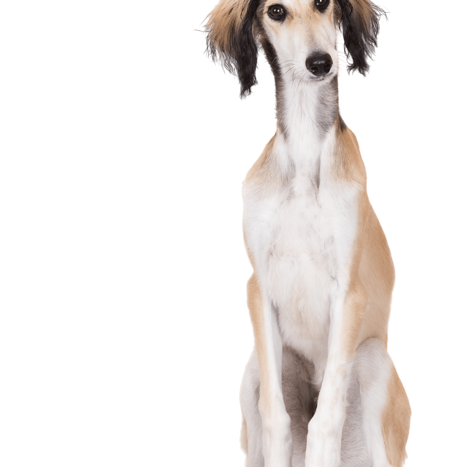 Saluki Rassebeschreibung