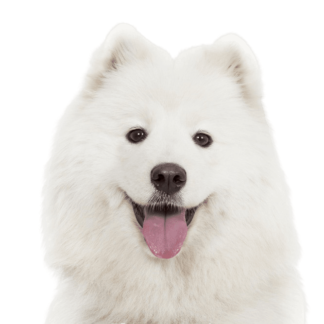 Rassebeschreibung Samoyede