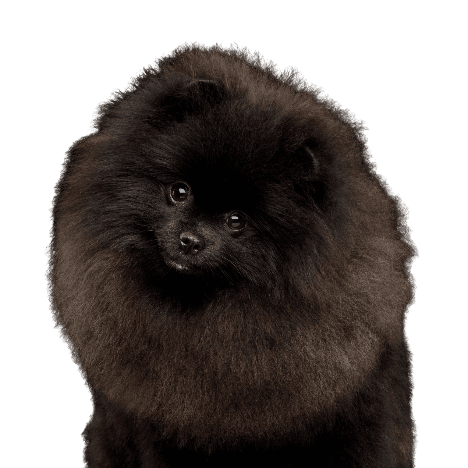 Säugetier, Wirbeltier, Hund, Canidae, Pommersche, Hunderasse, Spitz, Fleischfresser, Begleithund, Rasse ähnlich Deutscher Spitz, Pomeranian in schwarz, schwarzer kleiner Hund unter 5kg