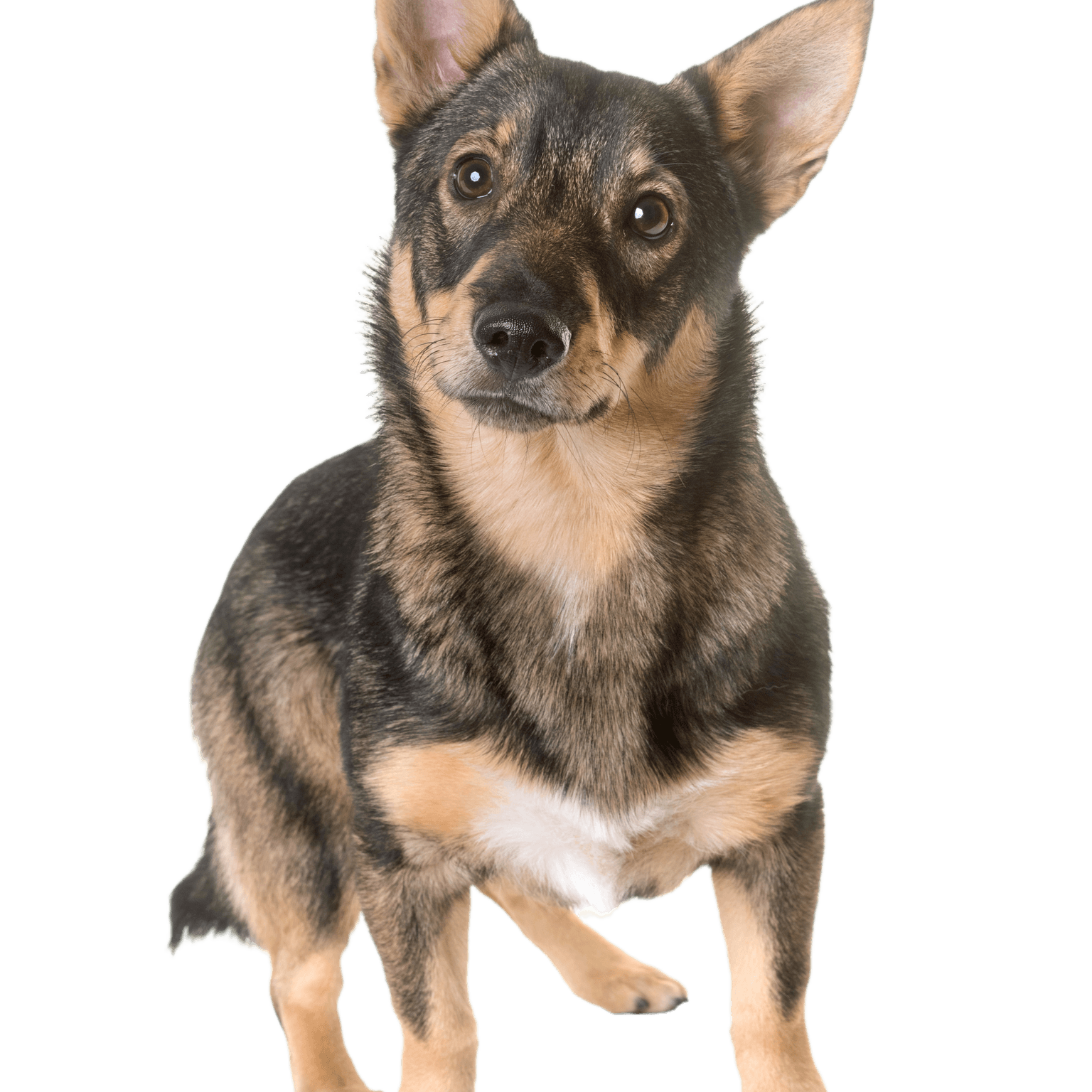 Schwedischer Vallhund im Stehen