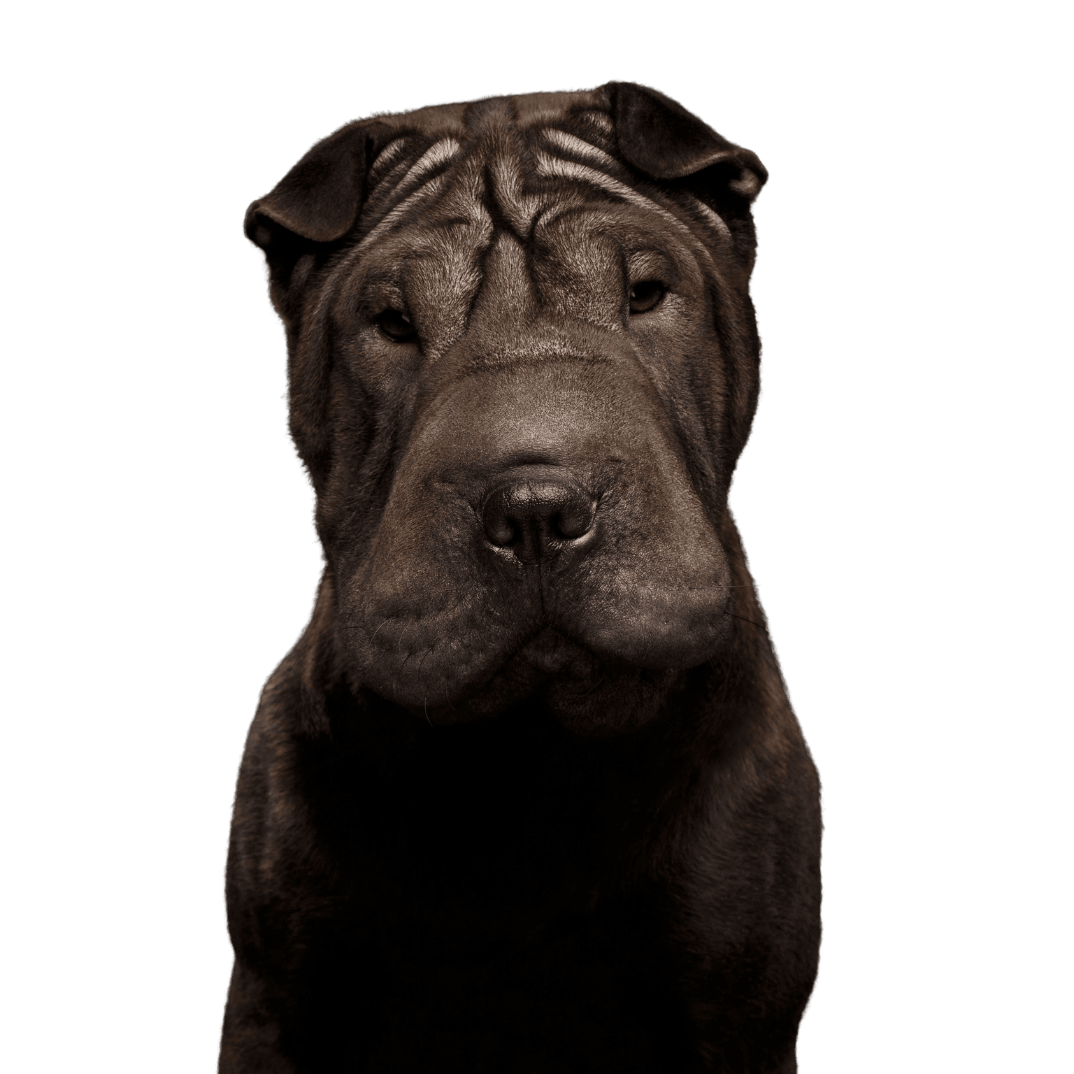 Hund, Säugetier, Shar pei, Wirbeltier, Canidae, Hunderasse, Fleischfresser, nicht sportliche Gruppe, Schnauze, Molosser, hässlicher Hund mit vielen Falten, Faltenhund, Hund mit sehr kleinen Ohren, mittelgroßer Hund, kleiner schwarzer Hund