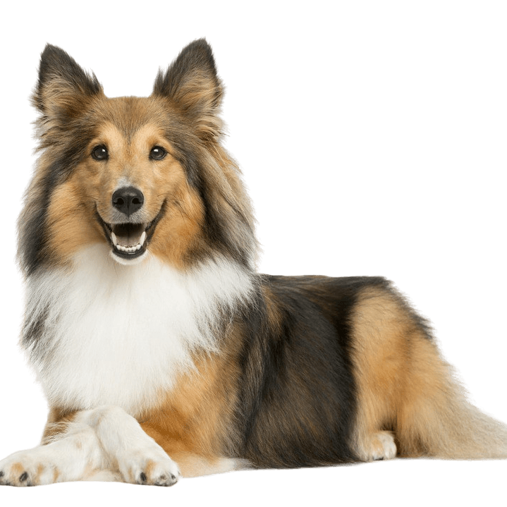 Shetland Sheepdog Sheltie Rassebeschreibung